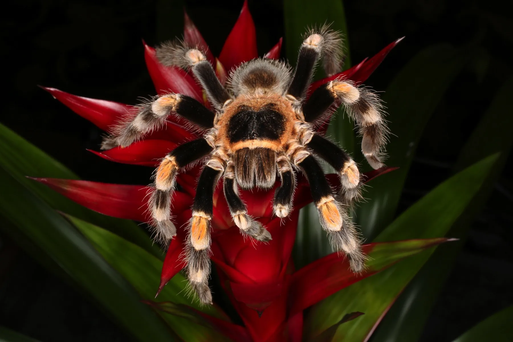 15085 red knee tarantula enclosure