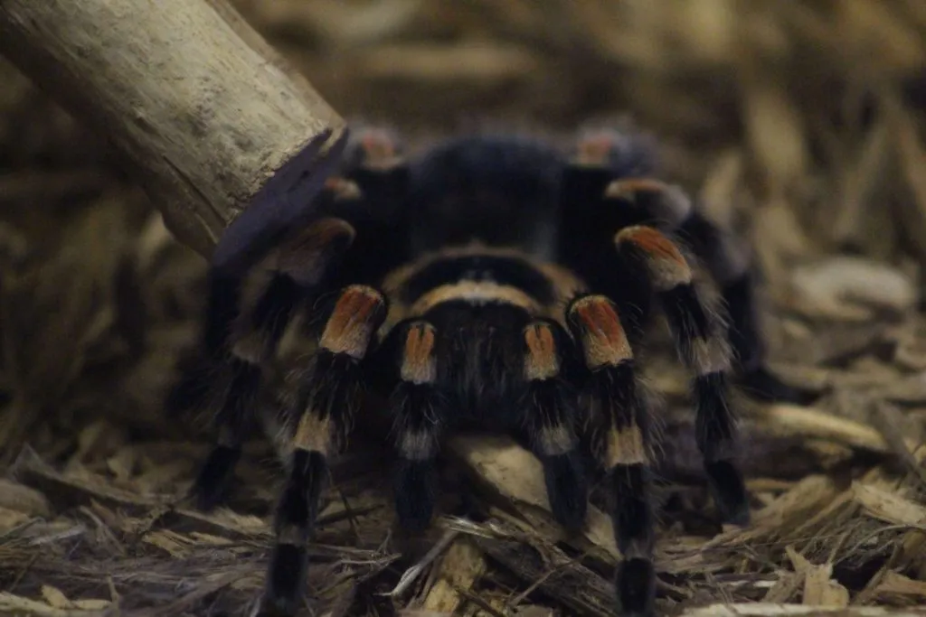 15085 red knee tarantula hide