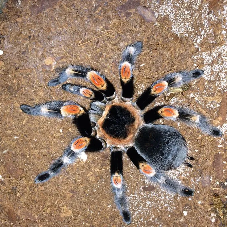 15085 red knee tarantula humidity