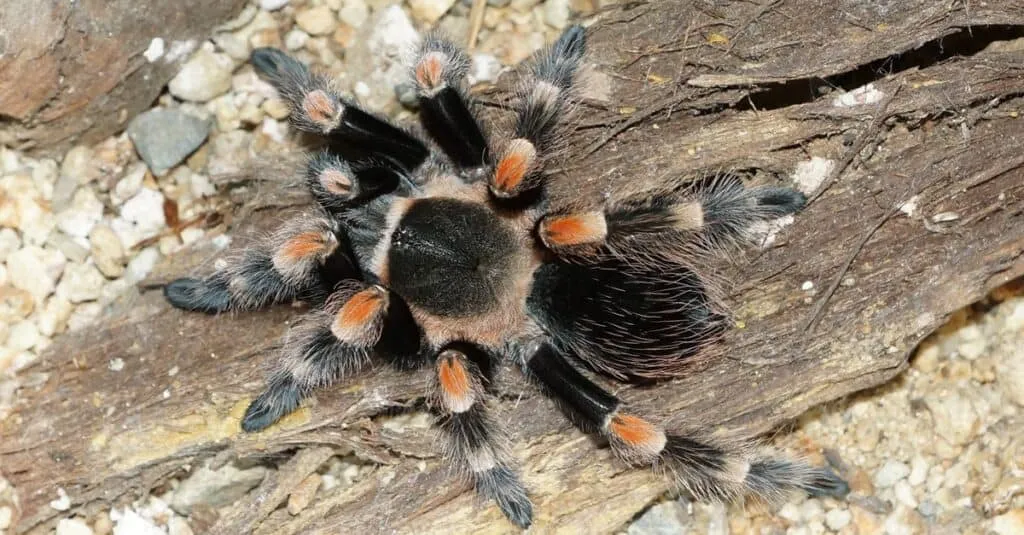 15085 red knee tarantula water dish