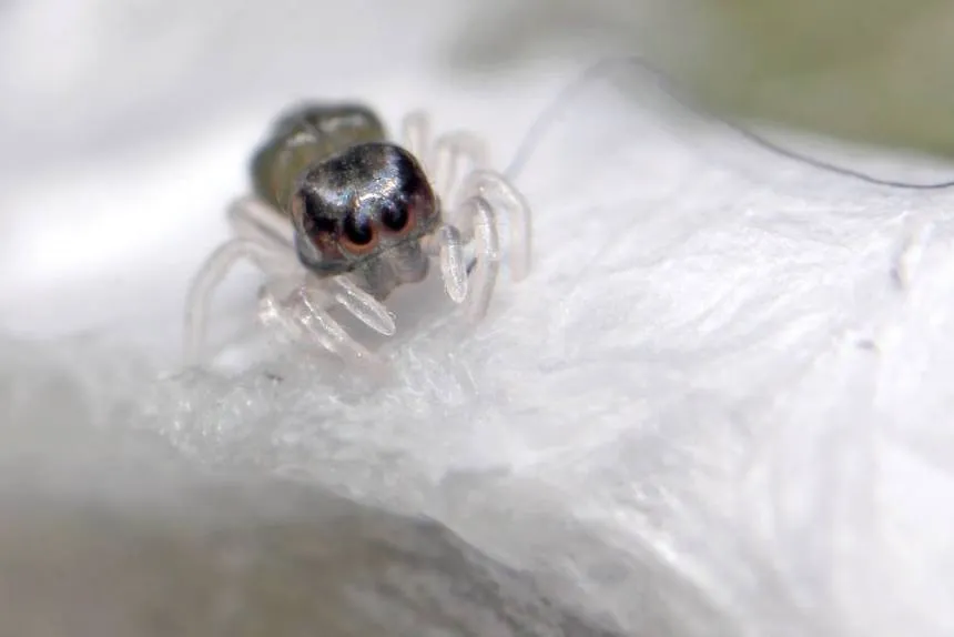 15086 baby tarantula enclosure
