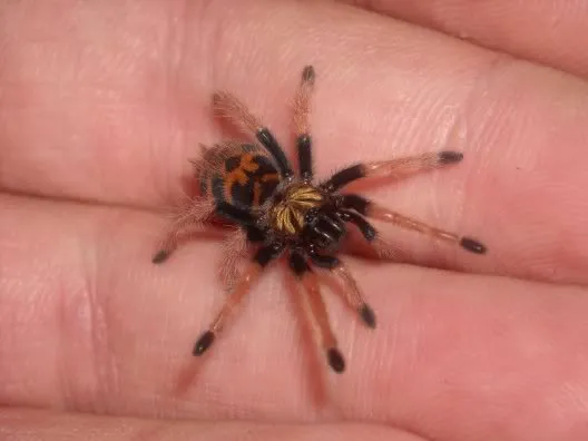 15086 baby tarantula feeding