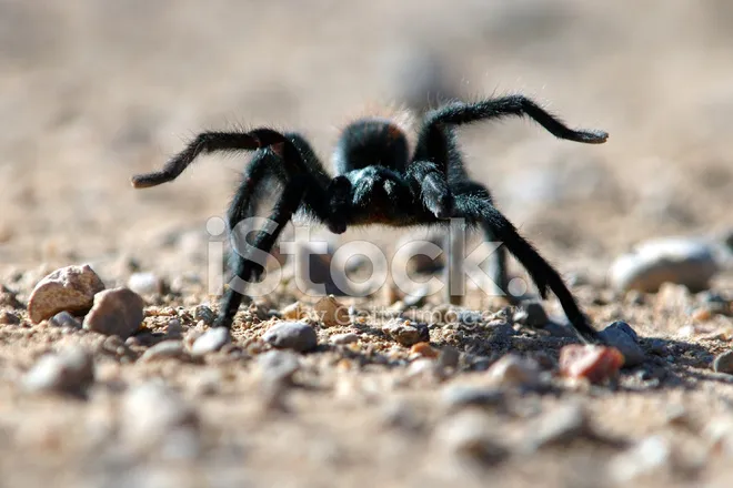15086 spiderling molting