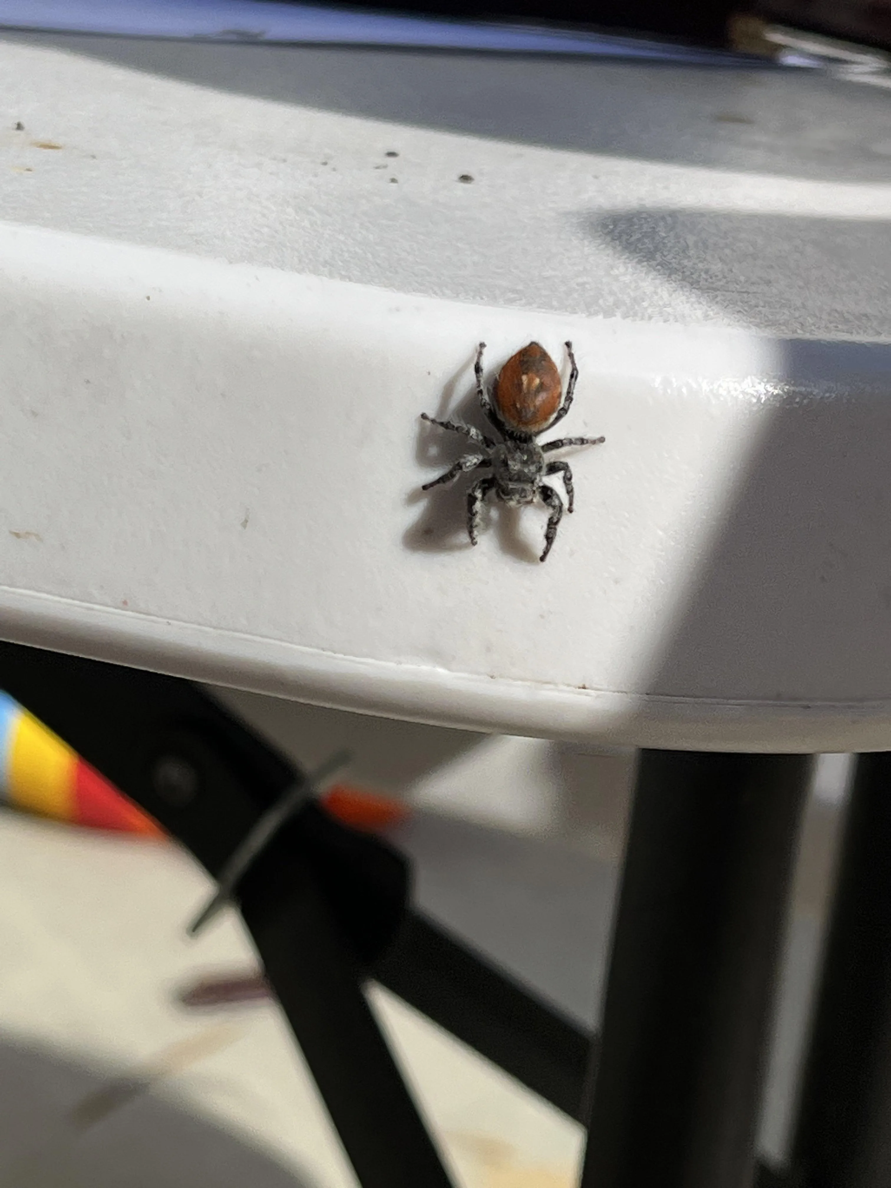 15086 tarantula hydration