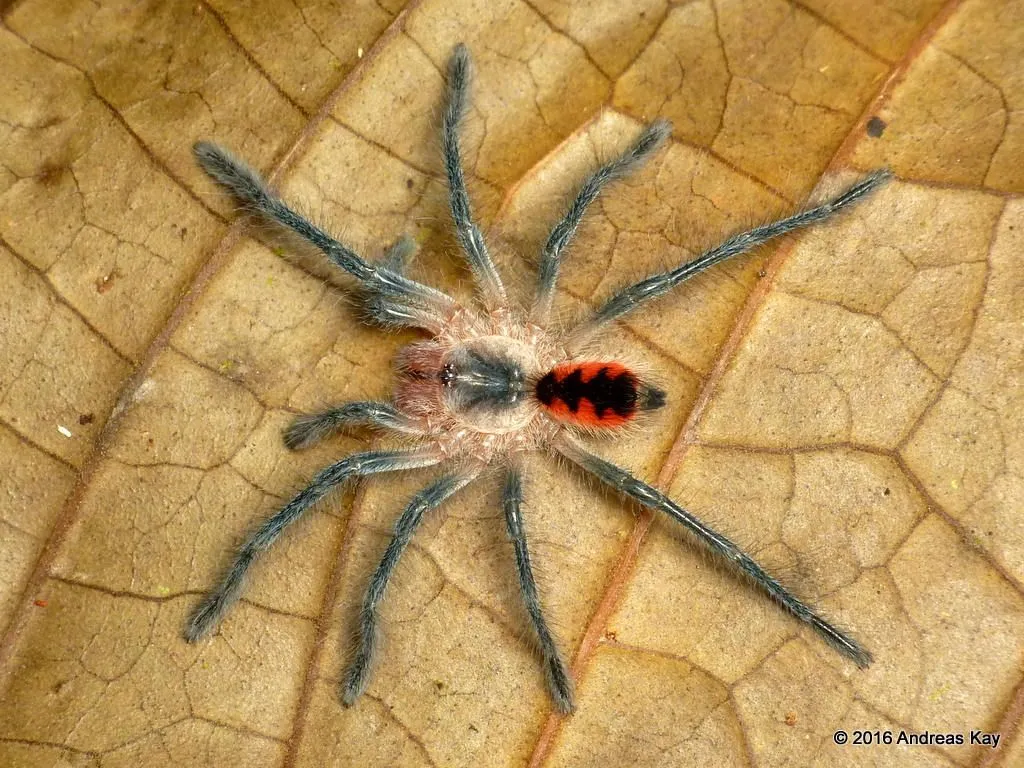 /img/15086-various-tarantula-species.webp