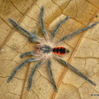 /img/15086-various-tarantula-species.webp
