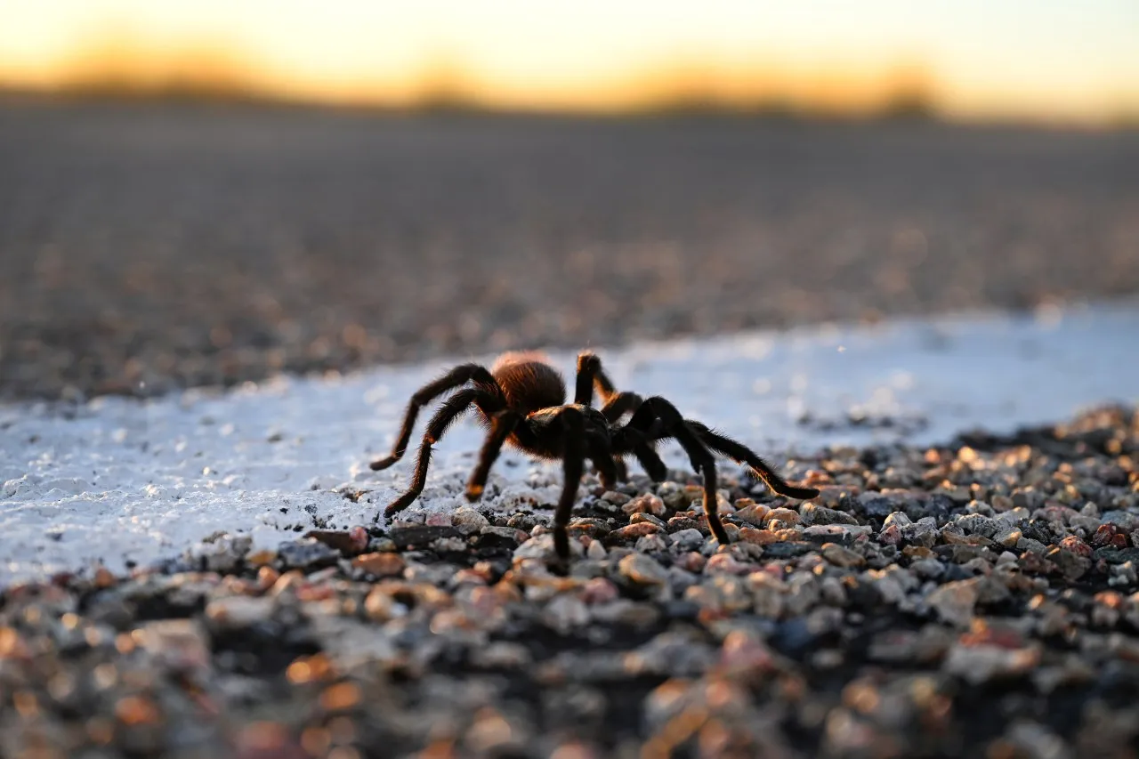 /img/15087-other-wildlife-during-migration.webp