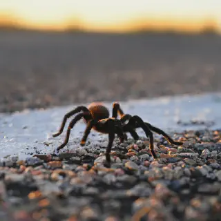 /img/15087-other-wildlife-during-migration.webp