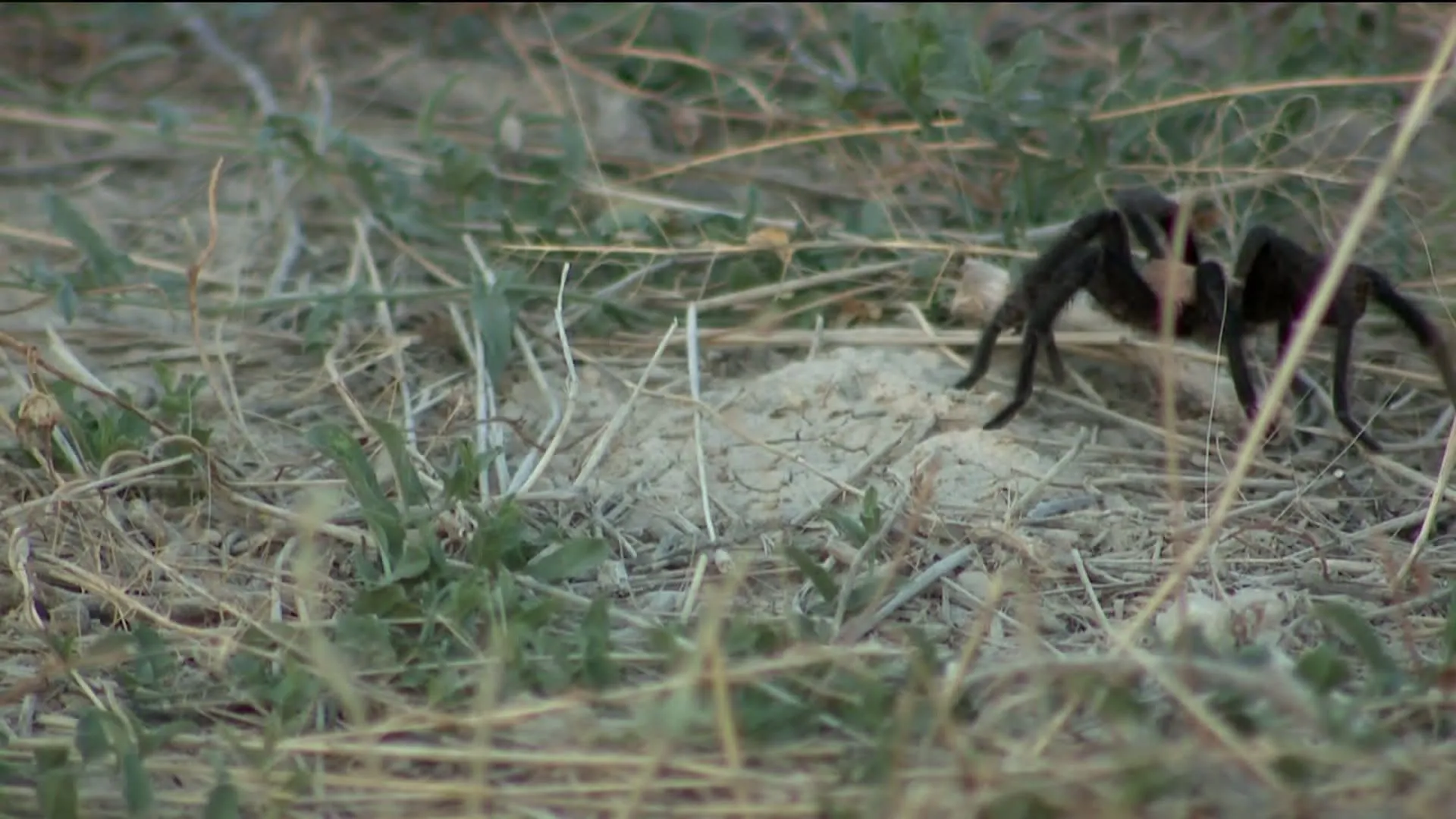 15087 respecting wildlife