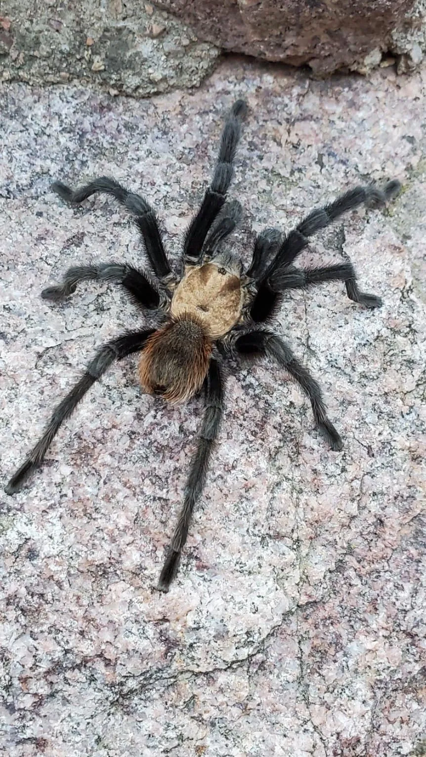 15087 tarantula migration map