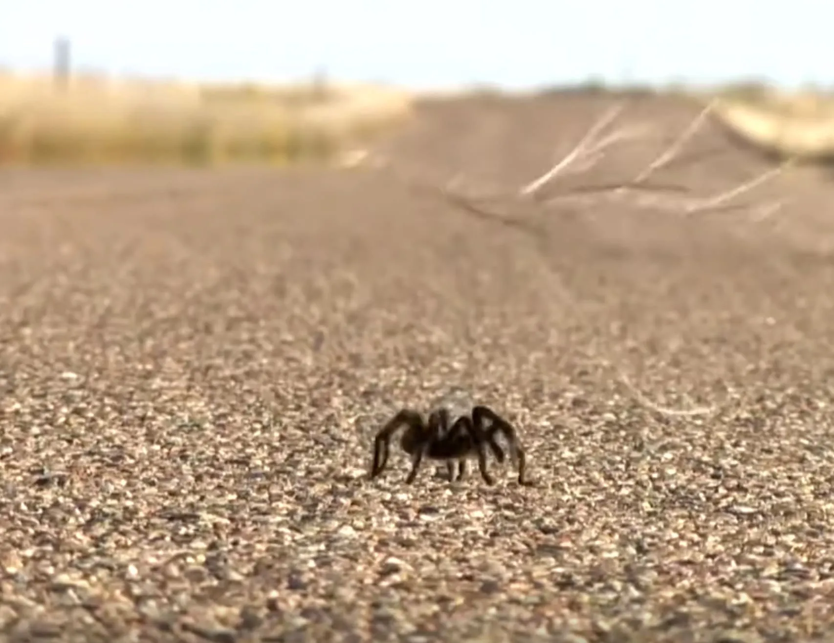 15087 tarantula spotting gear