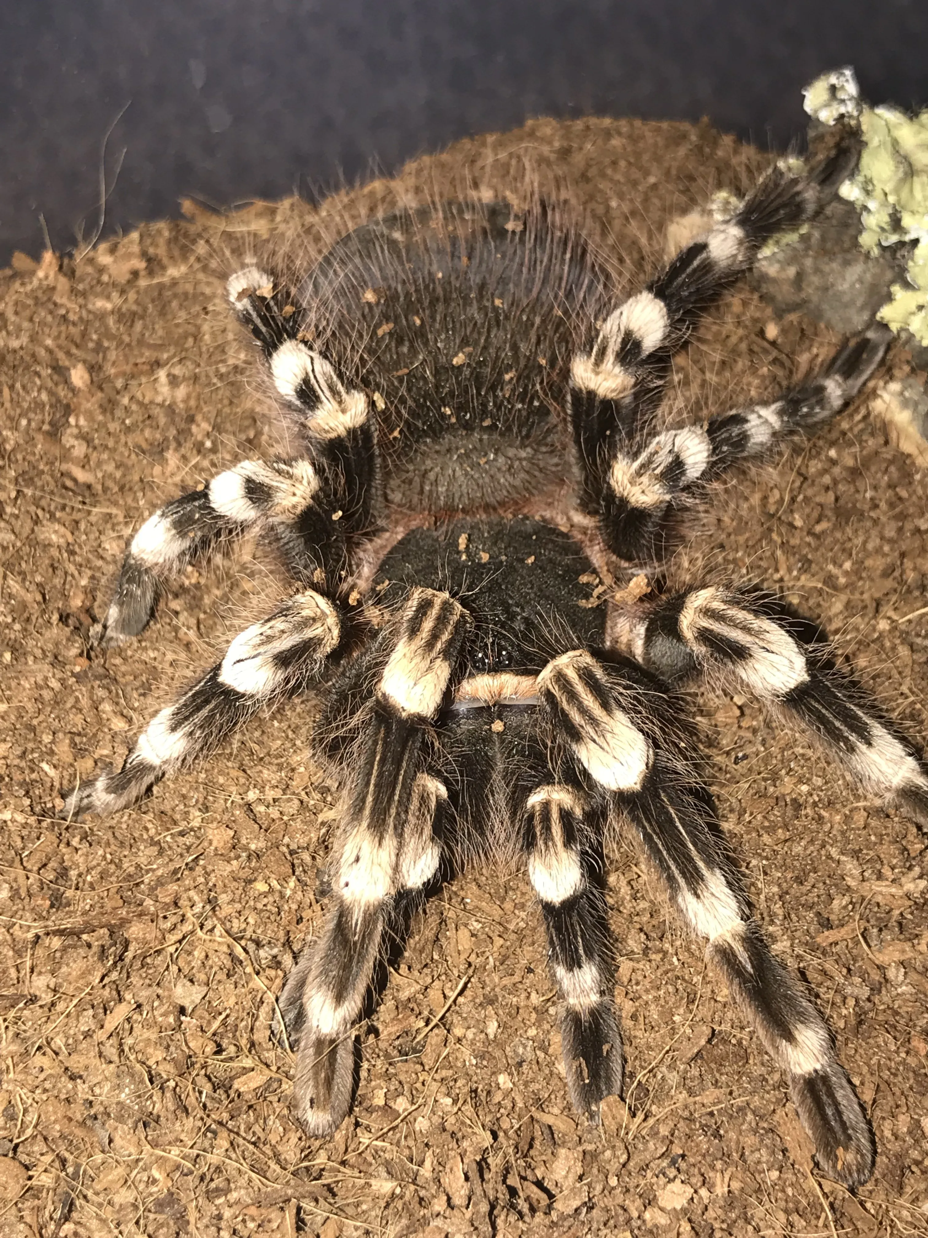 15088 geniculata tarantula appearance
