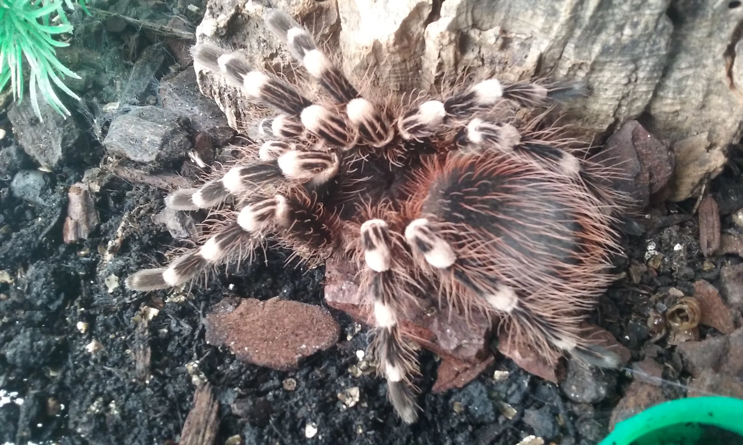 15088 geniculata tarantula enclosure