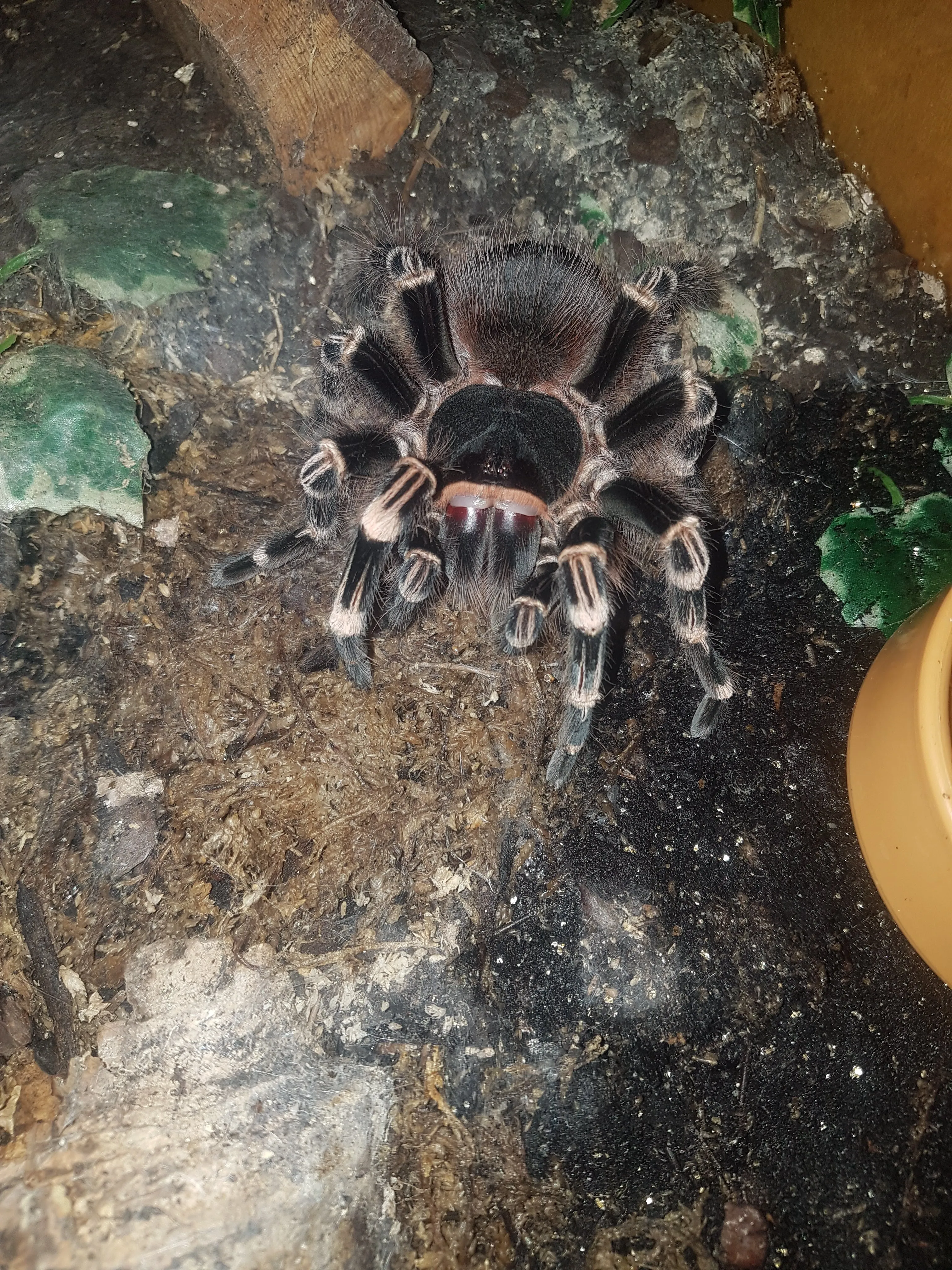 15088 geniculata tarantula feeding