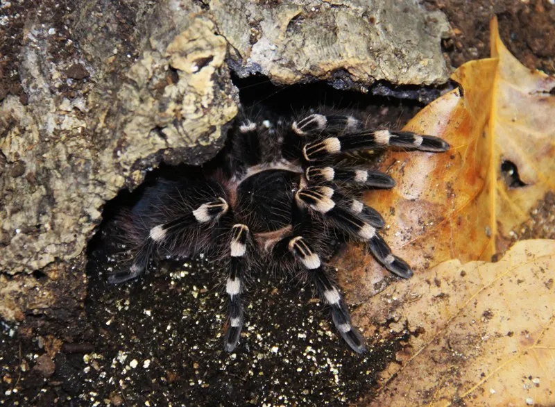 15088 geniculata tarantula habitat
