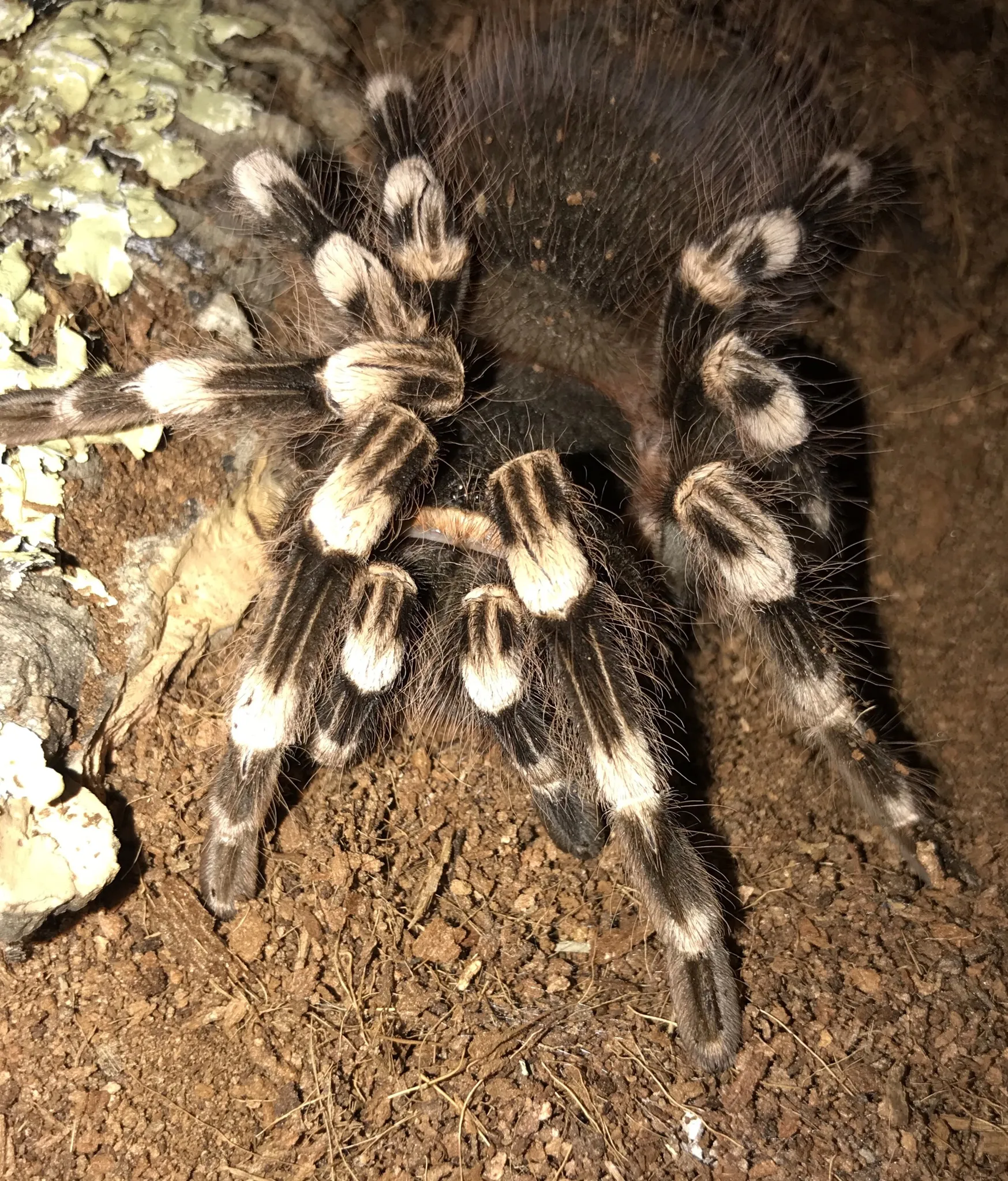 15088 geniculata tarantula handling