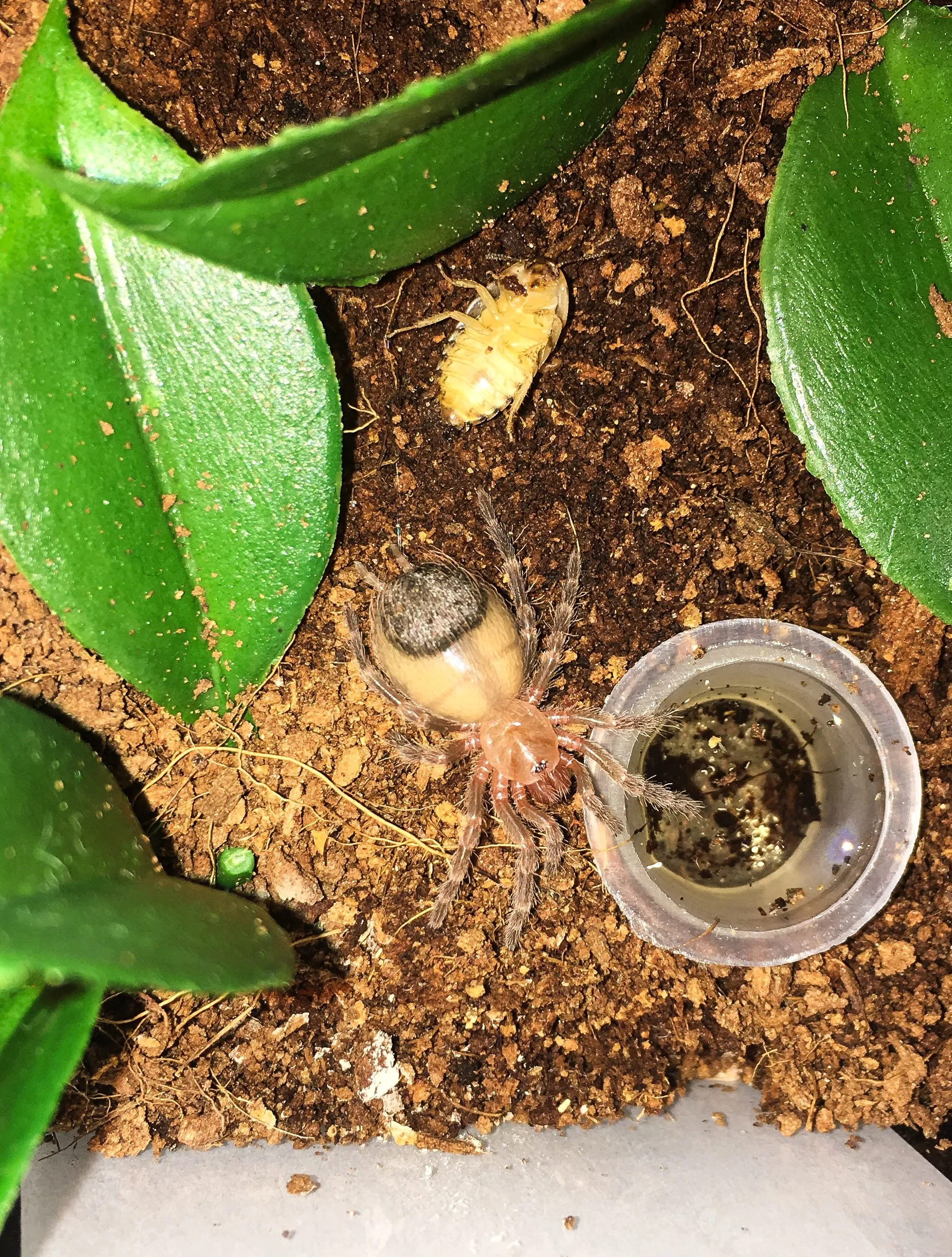 15088 geniculata tarantula molting