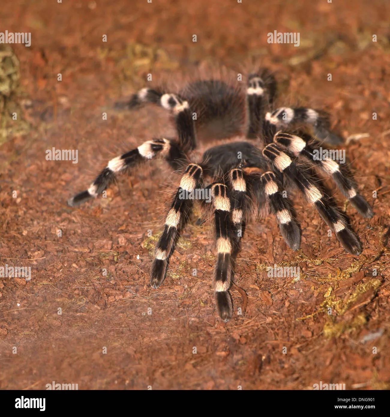 /img/15088-geniculata-tarantula-water.webp