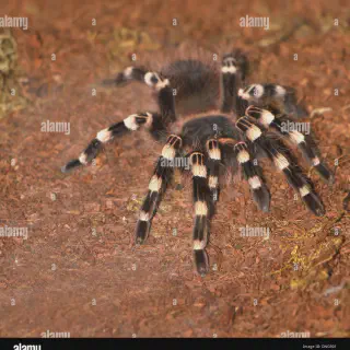/img/15088-geniculata-tarantula-water.webp
