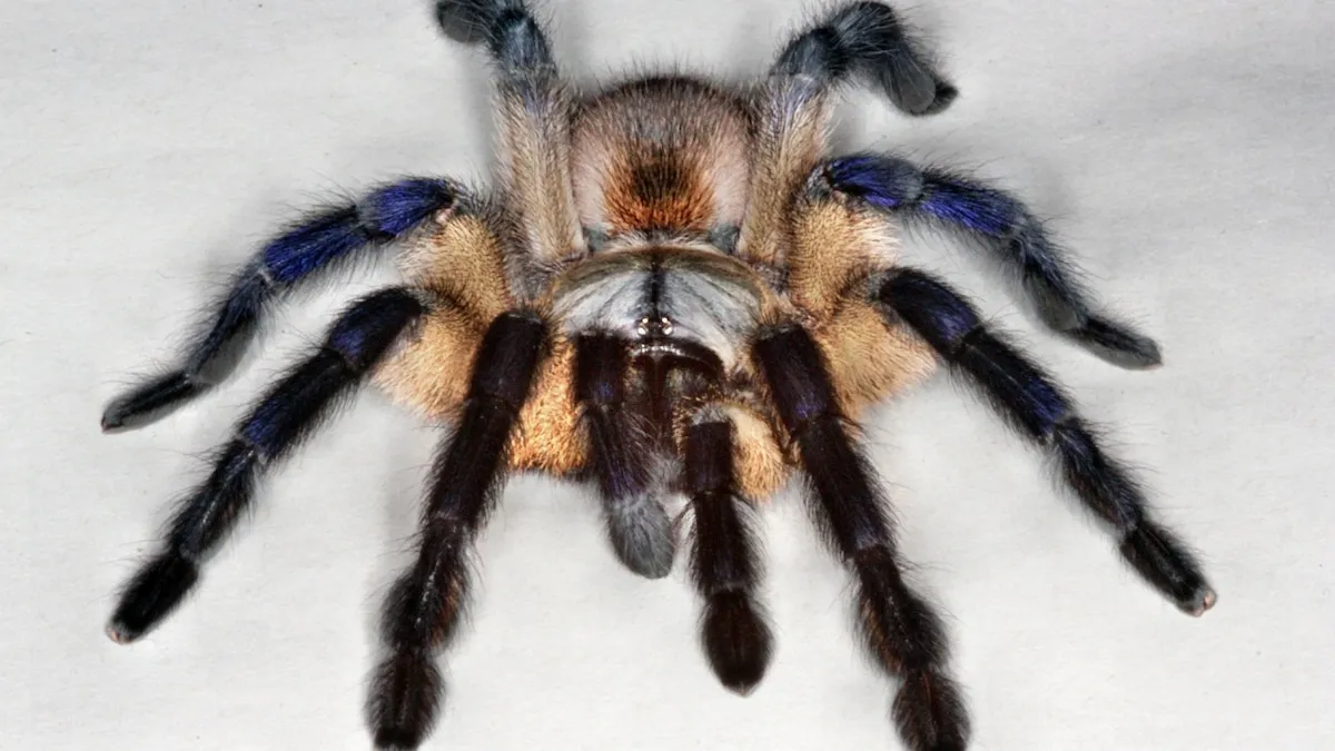 15089 tarantula cleaning