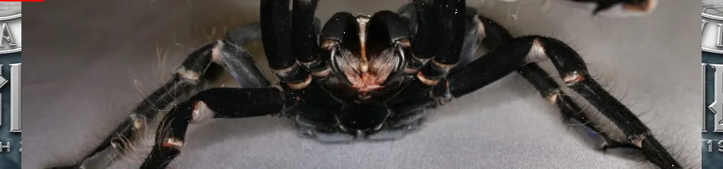 15089 tarantula water dish