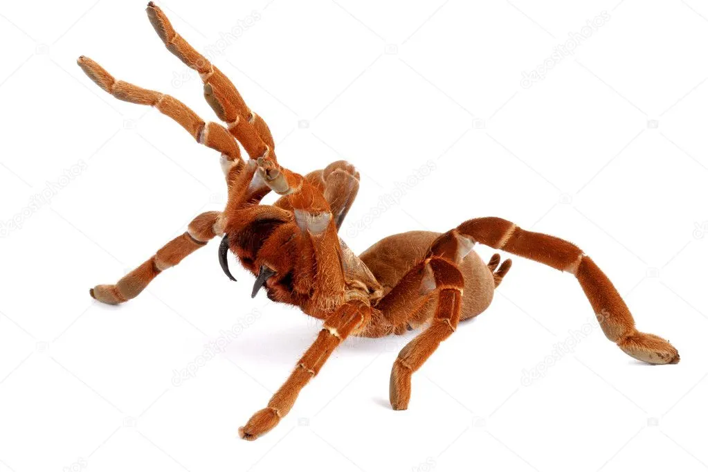 15091 king tarantula bite