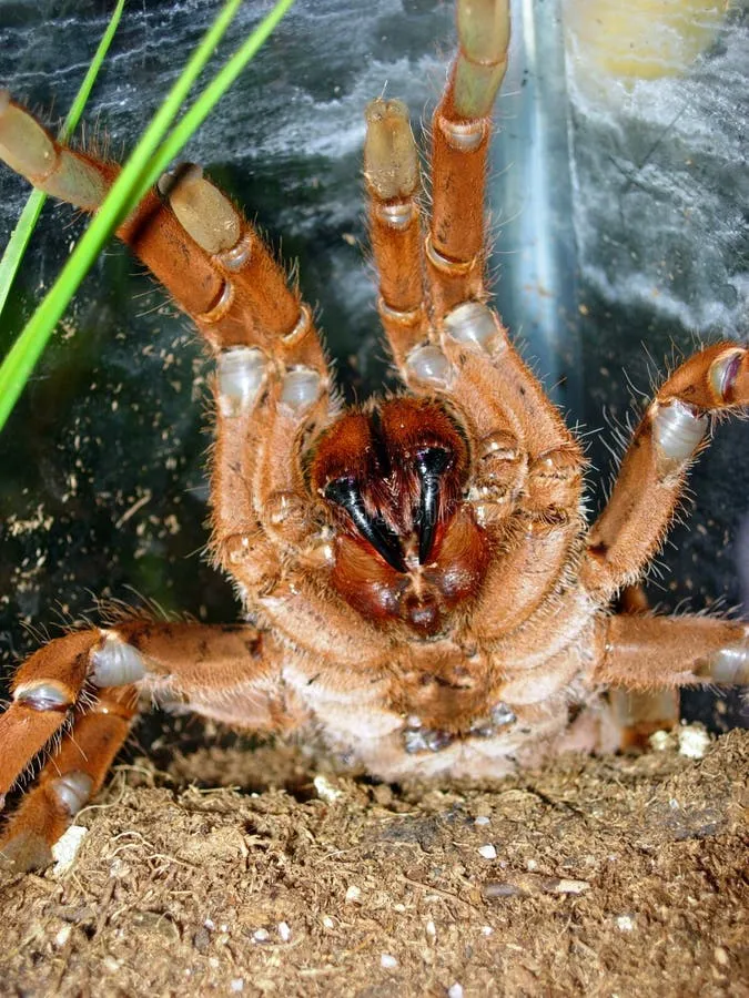 /img/15091-king-tarantula-conservation.webp