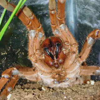 /img/15091-king-tarantula-conservation.webp