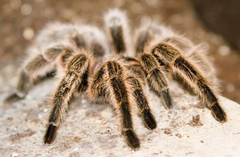 15091 king tarantula defensive