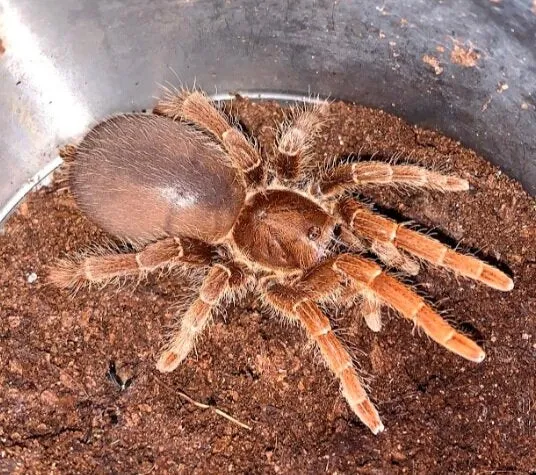 15091 king tarantula eating