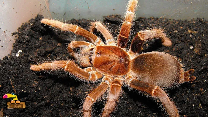 15091 king tarantula habitat