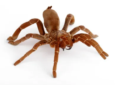 15091 king tarantula overview