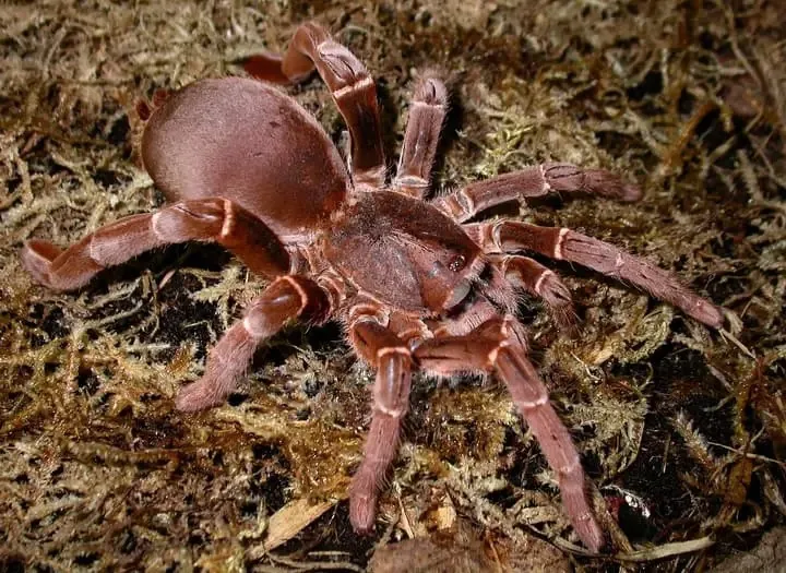15091 king tarantula size