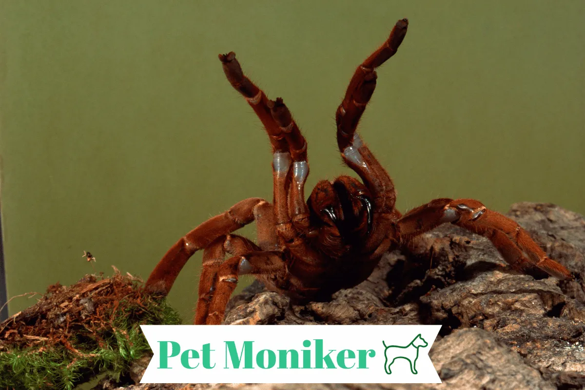 15093 tarantula arachne