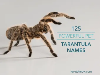 /img/15093-tarantula-fang.webp