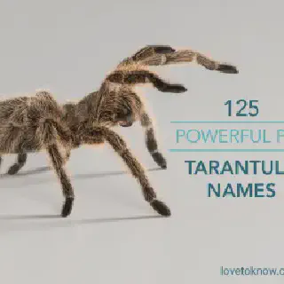 /img/15093-tarantula-fang.webp