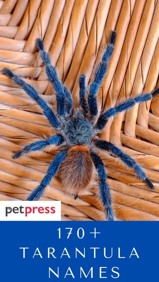 15093 tarantula personality