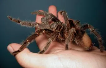 15093 tarantula venom
