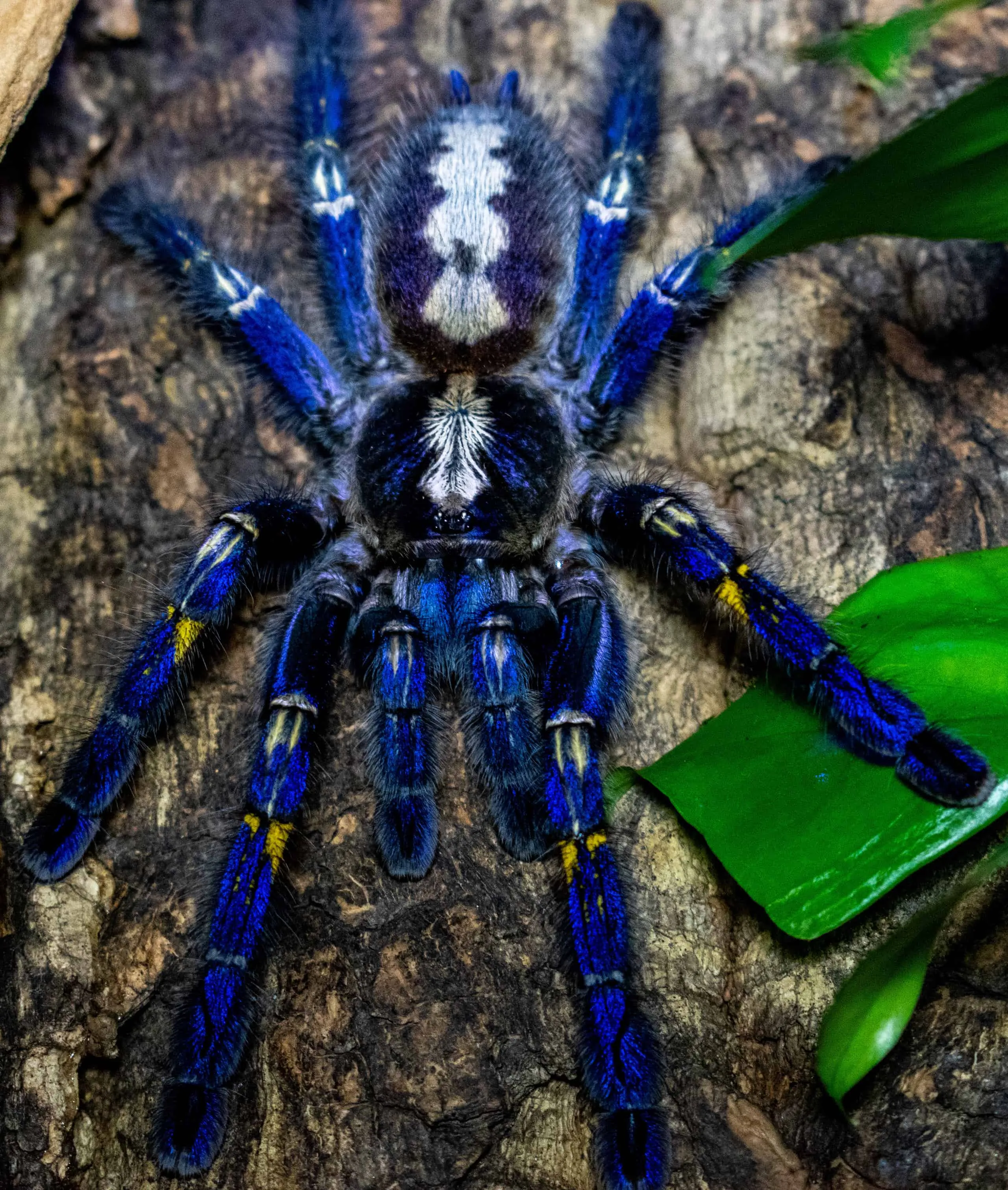 15094 sapphire tarantula enclosure