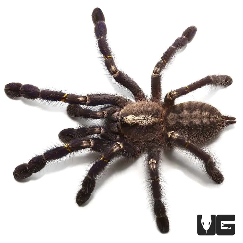 15094 sapphire tarantula feeding