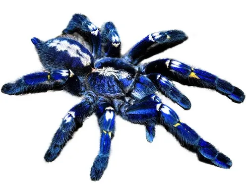 15094 sapphire tarantula handling
