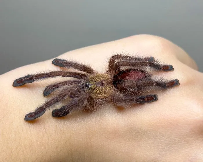 /img/15094-sapphire-tarantula-price.webp