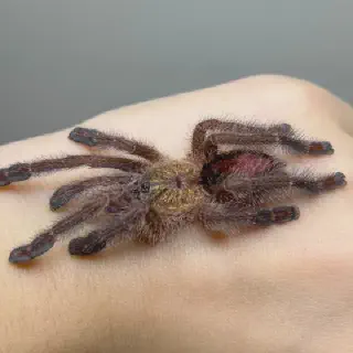 /img/15094-sapphire-tarantula-price.webp