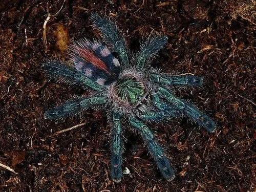 15094 sapphire tarantula size