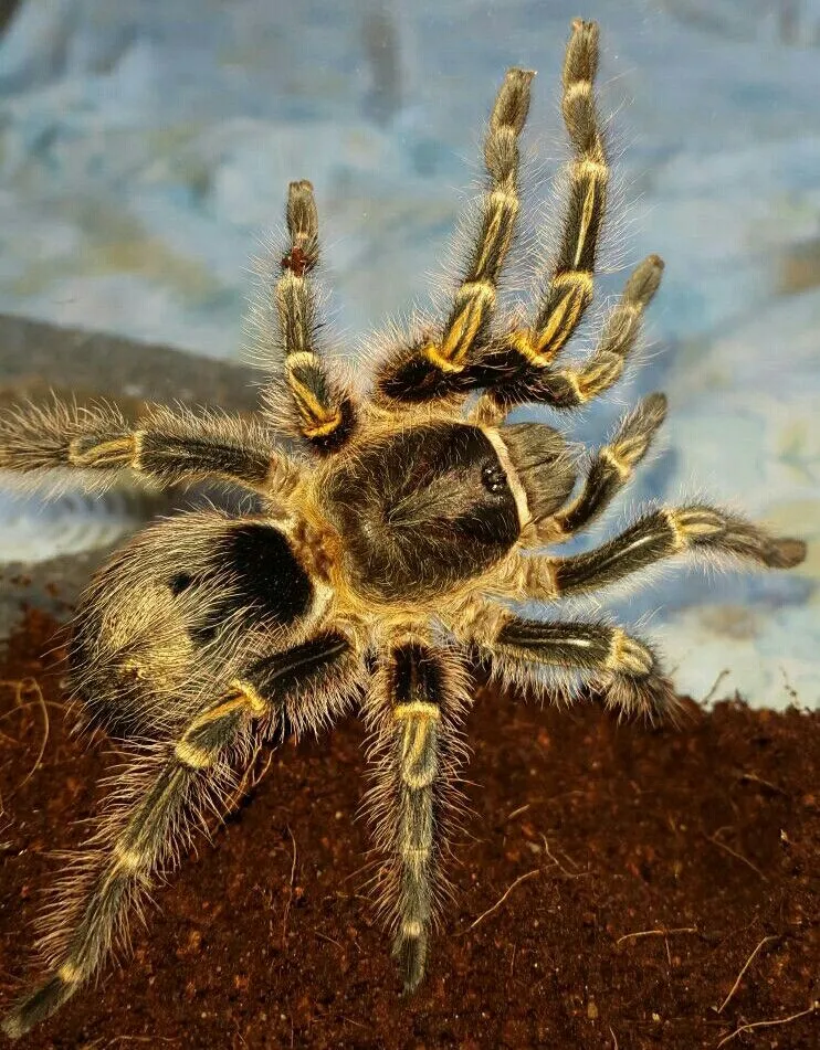 15095 chaco golden knee habitat