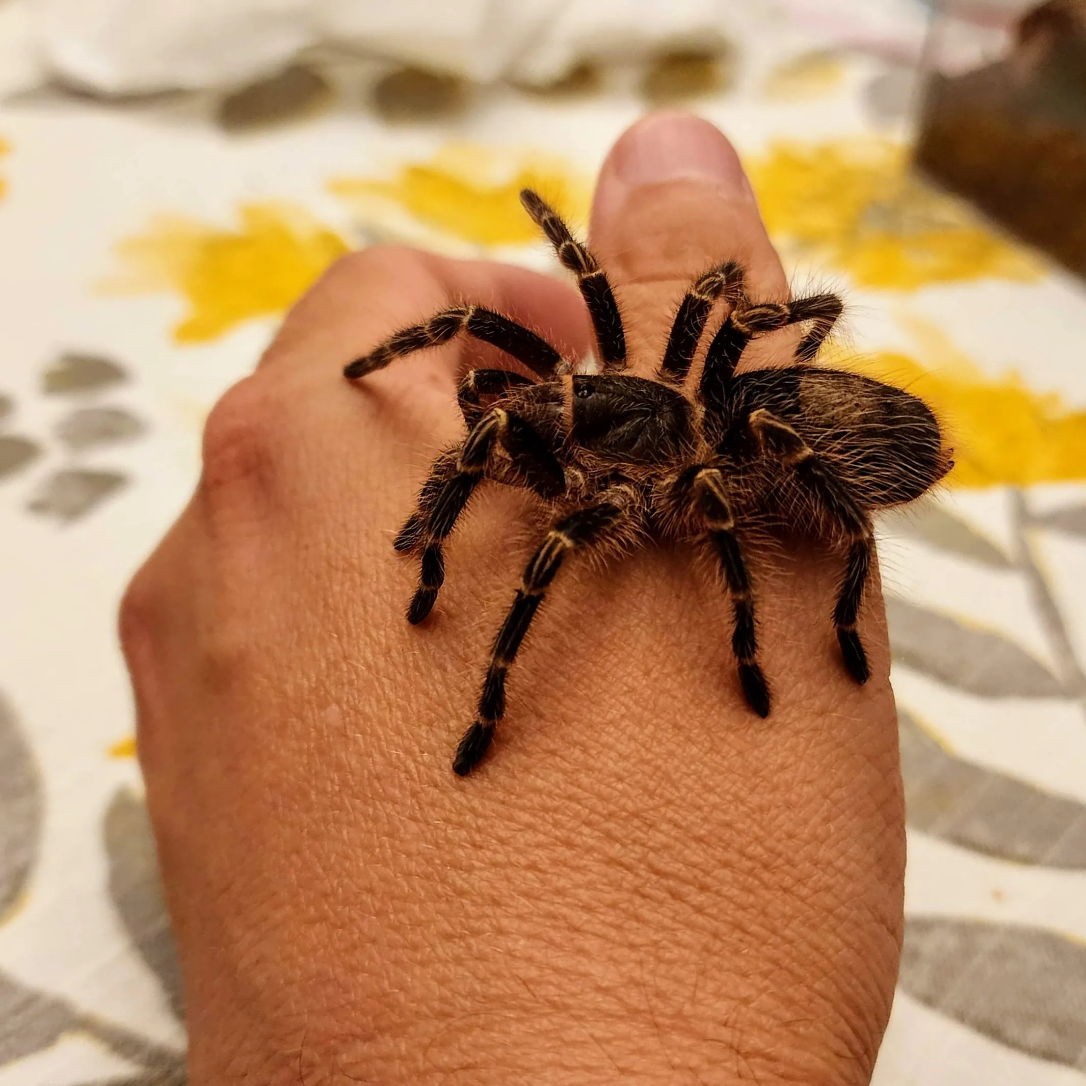 15095 first aid tarantula bite