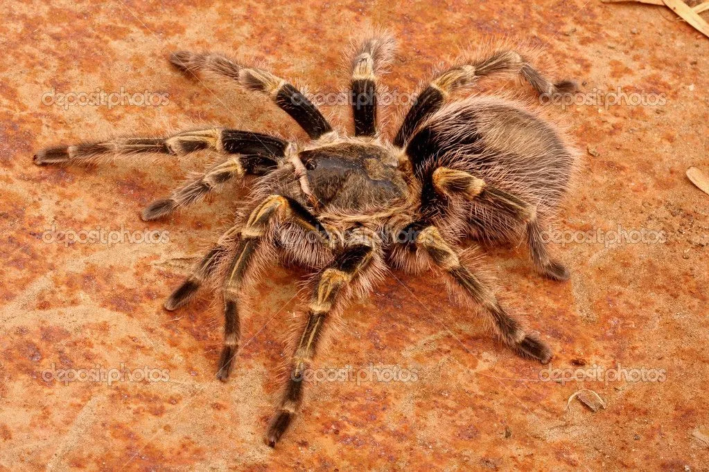 /img/15095-tarantula-research.webp