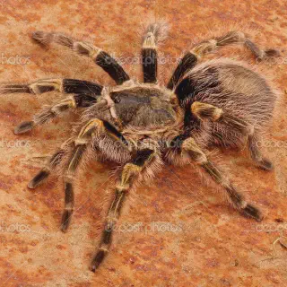 /img/15095-tarantula-research.webp