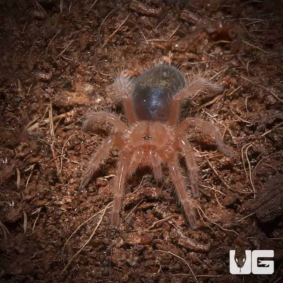 15095 tarantula venom under microscope