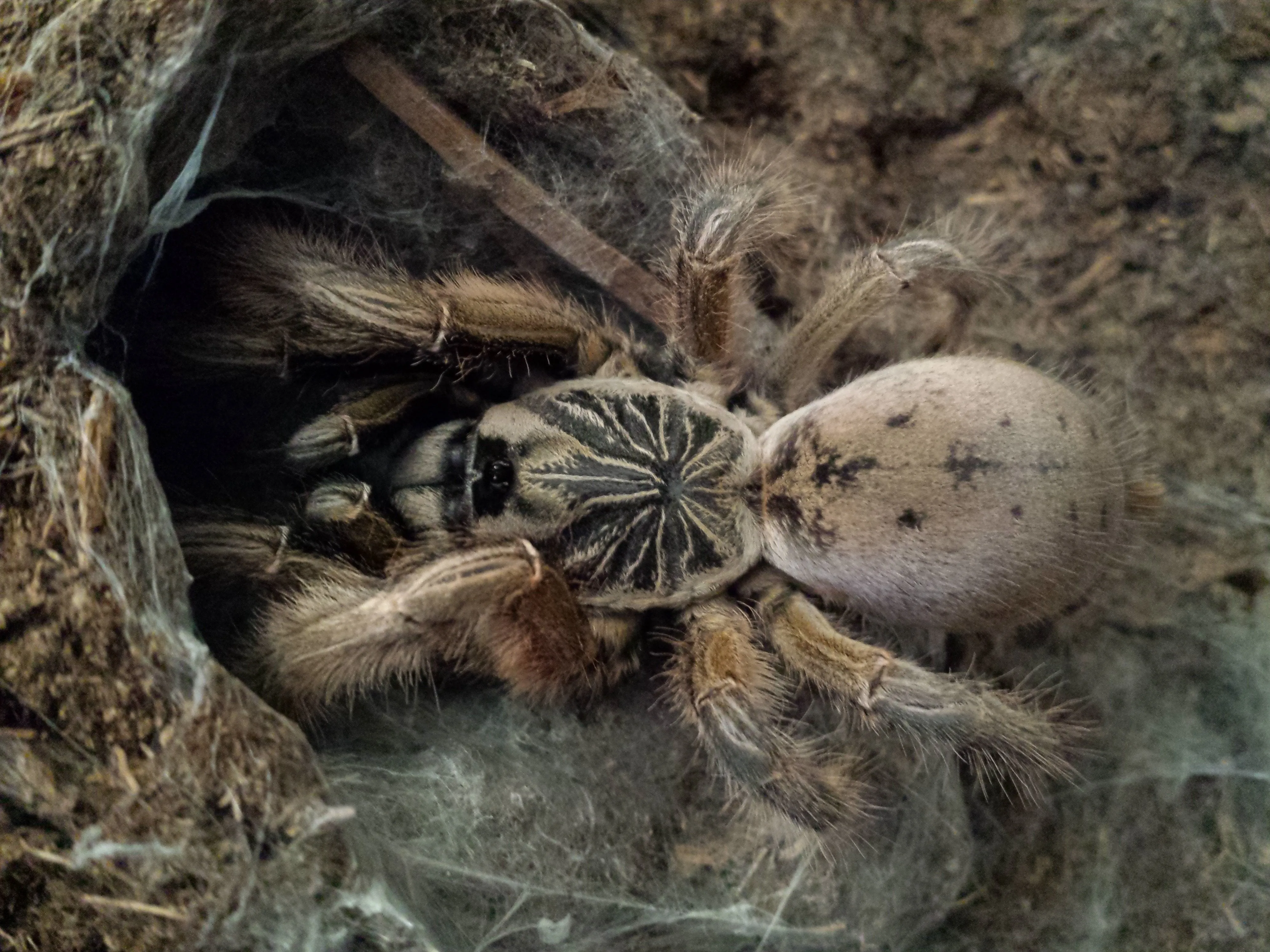 15096 junodi tarantula breeding